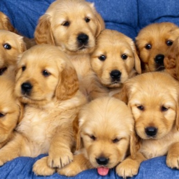 Meet your Posher, Jo - Picture 3 of 3